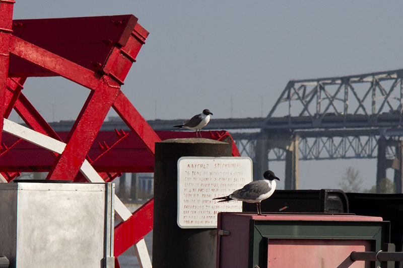 NOLA_march15_4653x