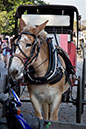 NOLA_march15_4733_cropx