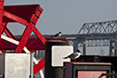 NOLA_march15_4653x