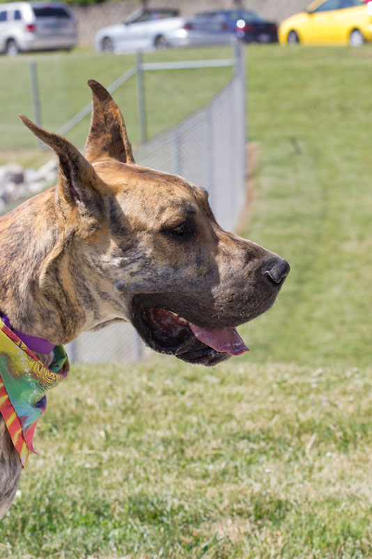 bark_park_060714_6591x