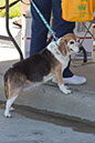bark_park_060714_6451x