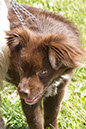 bark_park_060714_6534x