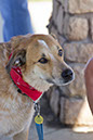 bark_park_060714_6516x