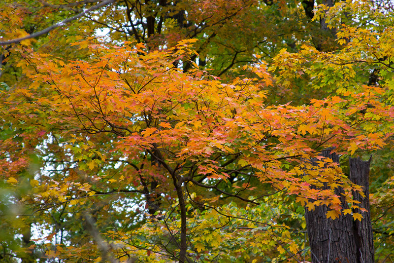 hill_and_dale_1646x