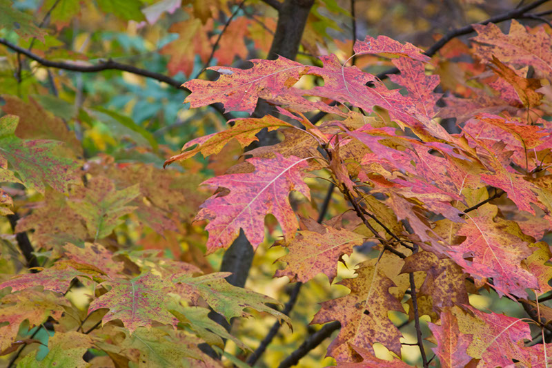 hill_and_dale_1639x