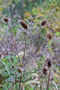 hill_and_dale_1622x