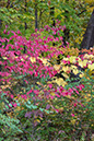 hill_and_dale_1635x