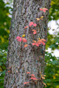 hill_and_dale_1675x