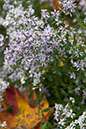 hill_and_dale_1668_cropx