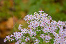 hill_and_dale_1644_cropx