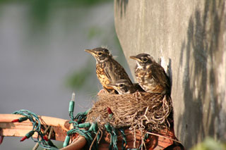 robins nest